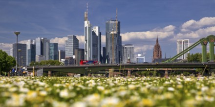 Blurred flowers on the lawn in the foreground with the sharp skyline of Frankfurt am Main in the