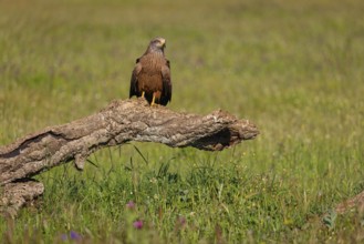 Black kite (Milvus migrans), perching station, Hides De Calera / Steppe Raptors, Nussloch, Castilla