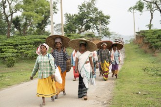 Bokakhat, India. 20 April 2024. Women tea pluckers returns after plucking tea leaves at a tea