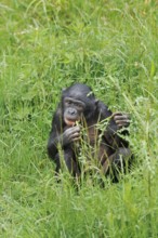 Bonobo or bonobo (Pan paniscus), juvenile, captive, occurring in the Congo