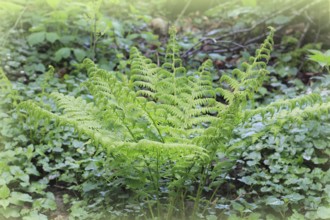 Lady fern (Athyrium filix-femina), North Rhine-Westphalia, Germany, Europe