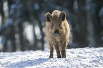 Wild boar (Sus scrofa), in the snow, Vulkaneifel, Rhineland-Palatinate, Germany, Europe