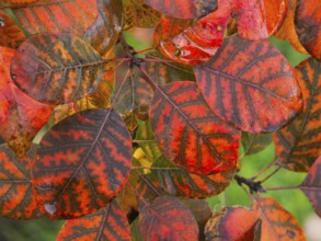 Eurasian Smoke Tree (Cotinus coggygria), or Wig Bush, in garden, leaves in autumn color, Hesse,