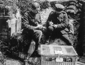 Officer writing message for carrier pigeon used by the British WWI signal company for communication