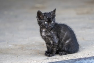 Domestic cat, 8-week-old kitten, Vulkaneifel, Rhineland-Palatinate, Germany, Europe