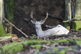 Fallow deer (Dama dama), in the forest, Vulkaneifel, Rhineland-Palatinate, Germany, Europe