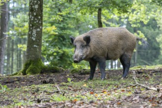 Wild boar (Sus scrofa), boar, Vulkaneifel, Rhineland-Palatinate, Germany, Europe