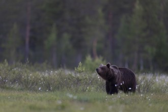 Brown bear (Ursus arctos) in the Finnish taiga, Kuusamo, Finland, Europe