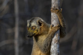 Red-fronted lemur (Eulemur rufifrons) in the dry forests of Kirindy, Antimena Menabe region,