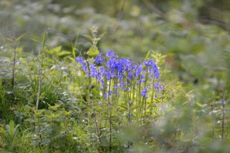 Flowering wood hyacinth (Hyacinthoides non-scripta), Lower Rhine, North Rhine-Westphalia, Germany,