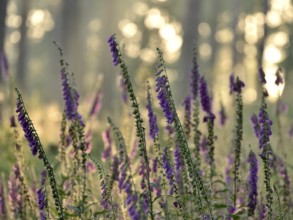 Common foxglove (Digitalis purpurea), Lower Rhine, North Rhine-Westphalia, Germany, Europe