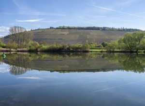 Vineyards are reflected in the water of the Main river, east of Würzburg near Randersacker,