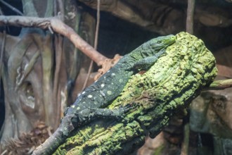 Denver, Colorado, A crocodile monitor (Varanus salvadorii) at the Denver Zoo. Native to New Guinea,