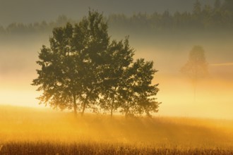 Aspens in the Rothenthurm upland moor at sunrise in autumn, Canton Schwyz, Switzerland, Europe