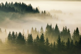 Fog and forest in Oberägeri in the canton of Zug, Switzerland, Europe