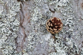 Pine cones on lichen-covered tree bark, Scotland, Great Britain