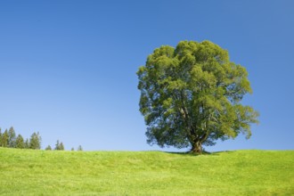 Large lime tree in Oberägeri, Canton Zug, Switzerland, Europe