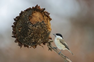 Marsh tit, marsh tit (Poecile palustris) feeding on sunflower, sunflower seeds, sunrise, frost,