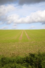 Lines going uphill towards the sky in a field of winter cereal crop Marlborough Downs, Wiltshire,