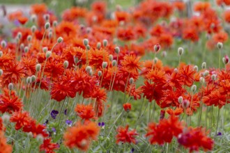 Stuffed poppies (Papaver), Palatinate, Rhineland-Palatinate, Germany, Europe