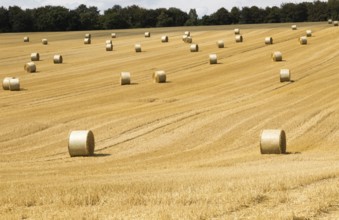 Round straw bales in field of stubble after harvest, summer landscape near Rudge, Marlborough,