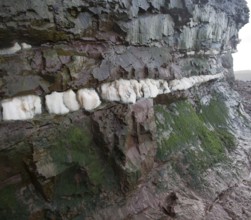 Veins of gypsum in Lower Lias rocks Watchet, Somerset, England, United Kingdom, Europe