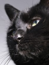 Head of a black felidae (Felis catus), Berlin, Germany, Europe