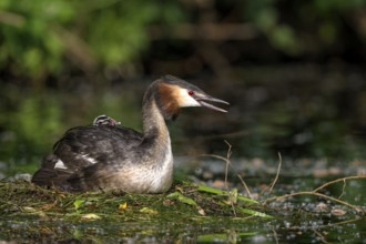 Great Crested Grebe (Podiceps cristatus), adult bird and chicks at the nest, adult bird in