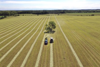 Aerial view of forage harvesting on an organic farm. A forage harvester transports the chopped