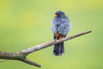 Red-footed Falcon (Falco vespertinus) male, true falcon, resting, sitting, portrait, Kiskunsag