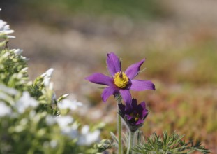 Common pasque flower (Pulsatilla vulgaris), North Rhine-Westphalia-Germany