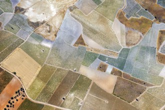 Olives, Agriculture, Aerial view, Andalusia, Spain, Europe