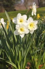 Large-crowned narcissus (Narcisuss), North Rhine-Westphalia, Germany, Europe