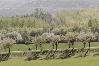 A motorbike rides along a cherry blossom avenue in Jauernick-Buschbach, 12.04.2024