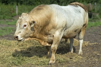 Hornless bull, Charolais cattle, Lászlómajor Meierhof, Sarród, Fertö-Hanság National Park Hungary