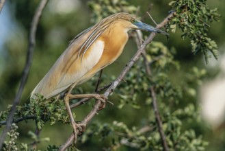 Squacco heron (Ardeola ralloides) sitting in a colony of breeding herons. Arles, Camargue,