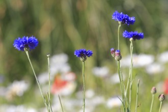 Cornflowers (Centaurea cyanus), North Rhine-Westphalia, Germany, Europe