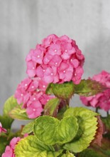 Pink flowering bigleaf hydrangea (Hydrangea macrophylla), North Rhine-Westphalia, Germany, Europe