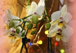 Butterfly orchid (Phalaenopsis), flowers