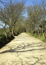 Tree lined avenue of sandy unsurfaced road, Island of Sark, Channel Islands, Great Britain