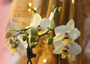 Butterfly orchid (Phalaenopsis), flowers