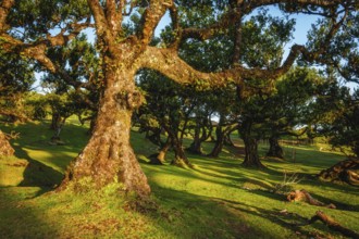 Centuries-old til trees in fantastic magical idyllic Fanal Laurisilva forest on sunset. Madeira