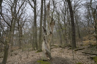 Tree stump, old wood, Neroberg municipal forest, Wiesbaden, Hesse, Germany, Europe