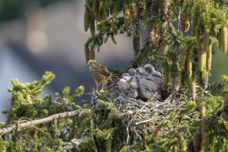 Common kestrel (Falco tinnunculus), female adult bird with young birds not yet ready to fly in the