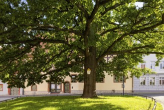 Fountain and peace oak at the Oberkirche, Arnstadt, Thuringia, Germany, Europe