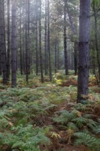 Coniferous trees and bracken growing in forest, Rendlesham Forest, Suffolk, England, UK