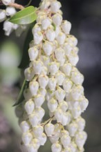 Flowering japanese andromeda (Pieris japonica), North Rhine-Westphalia, Germany, Europe