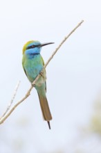 Green bee-eater (Merops orientalis), Mirbat, Salalah, Dhofar, Oman, Asia