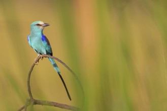 Abyssinian roller (Coracias abyssinica), Kuntaur rice fields, Kuntaur, South Bank, Gambia, Africa