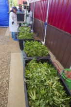 Paw Paw, Michigan, The cannabis harvest is weighed at Grasshopper Farms